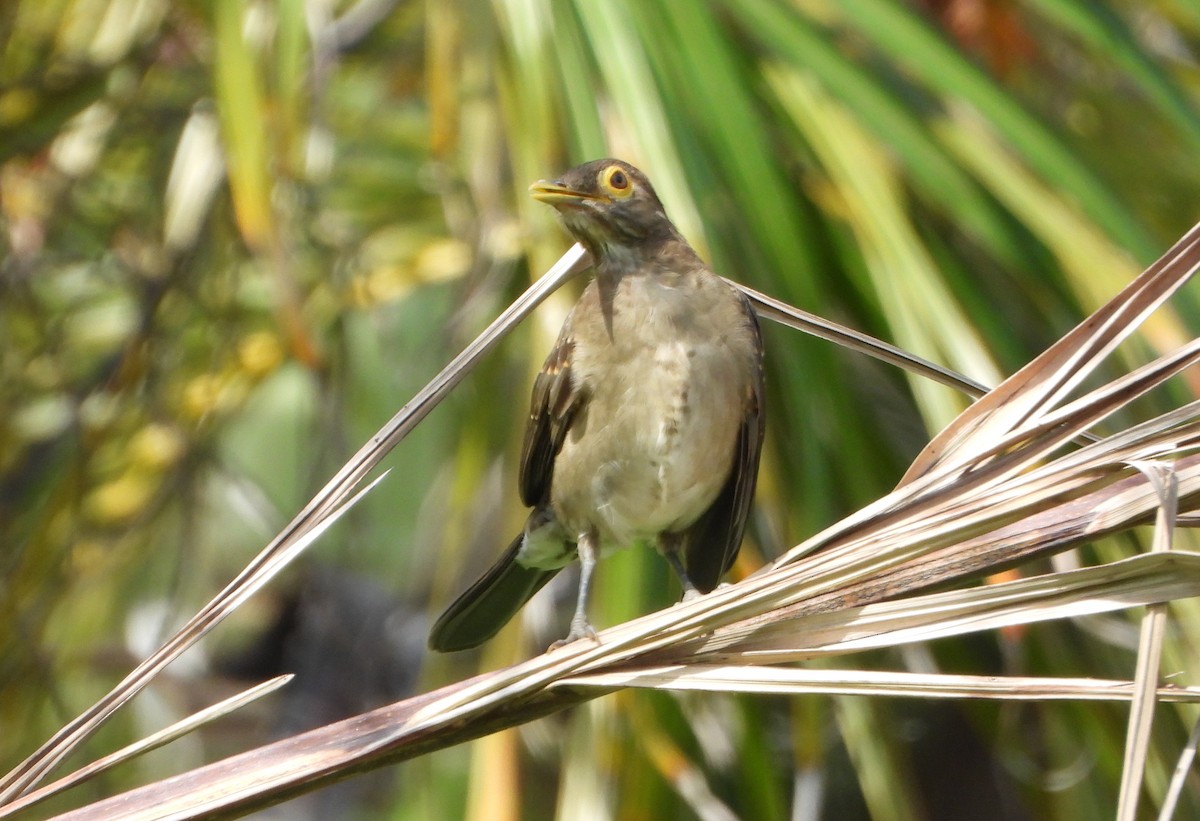 Spectacled Thrush - ML643352589