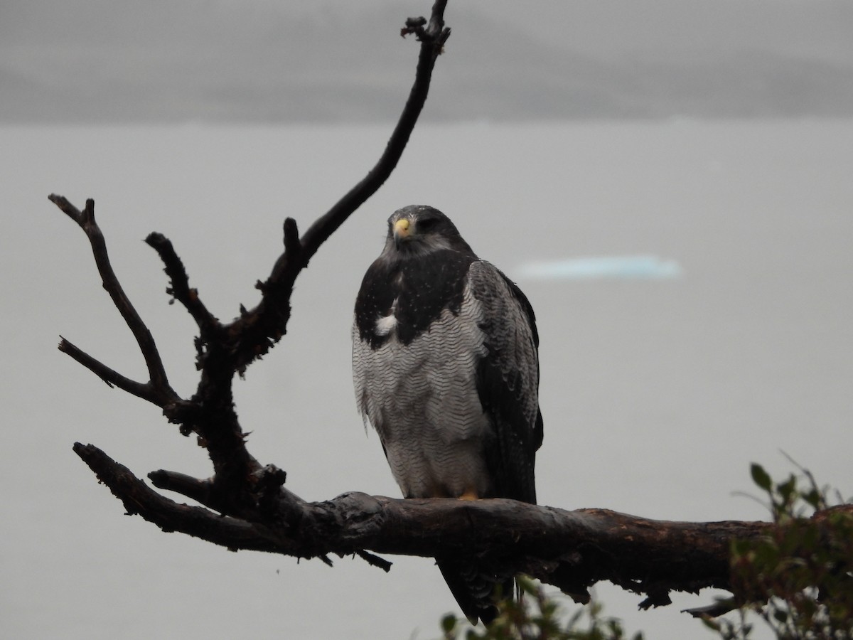 Black-chested Buzzard-Eagle - ML643352592