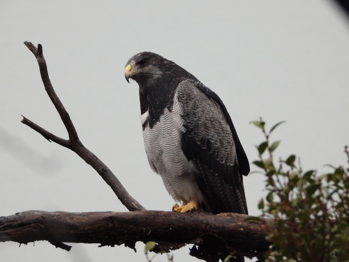 Black-chested Buzzard-Eagle - ML643352593