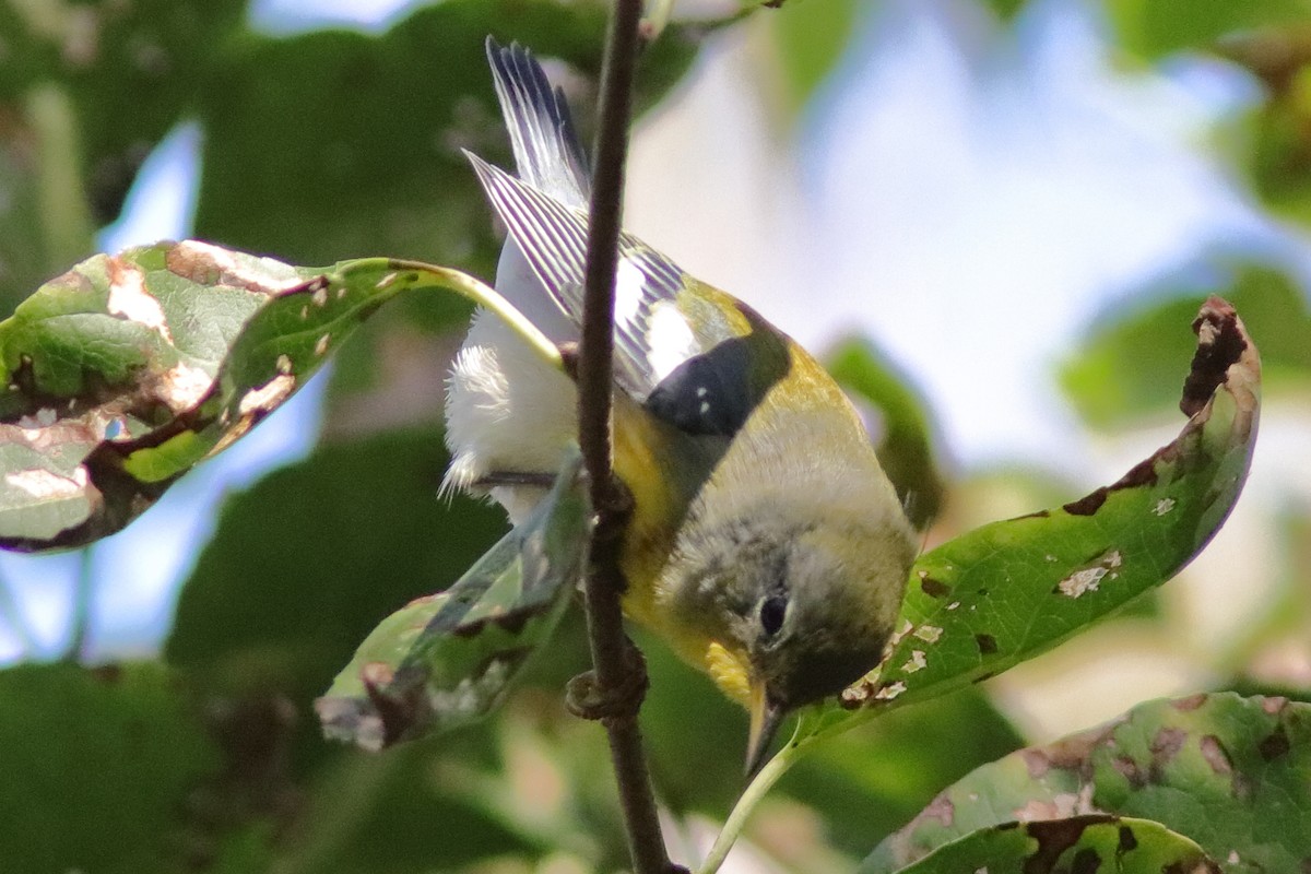 Northern Parula - ML643352594