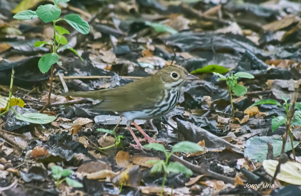 Ovenbird - ML643352603