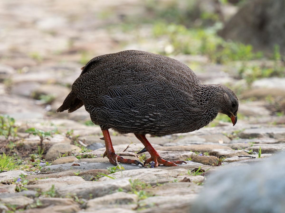 Cape Spurfowl - ML643352638