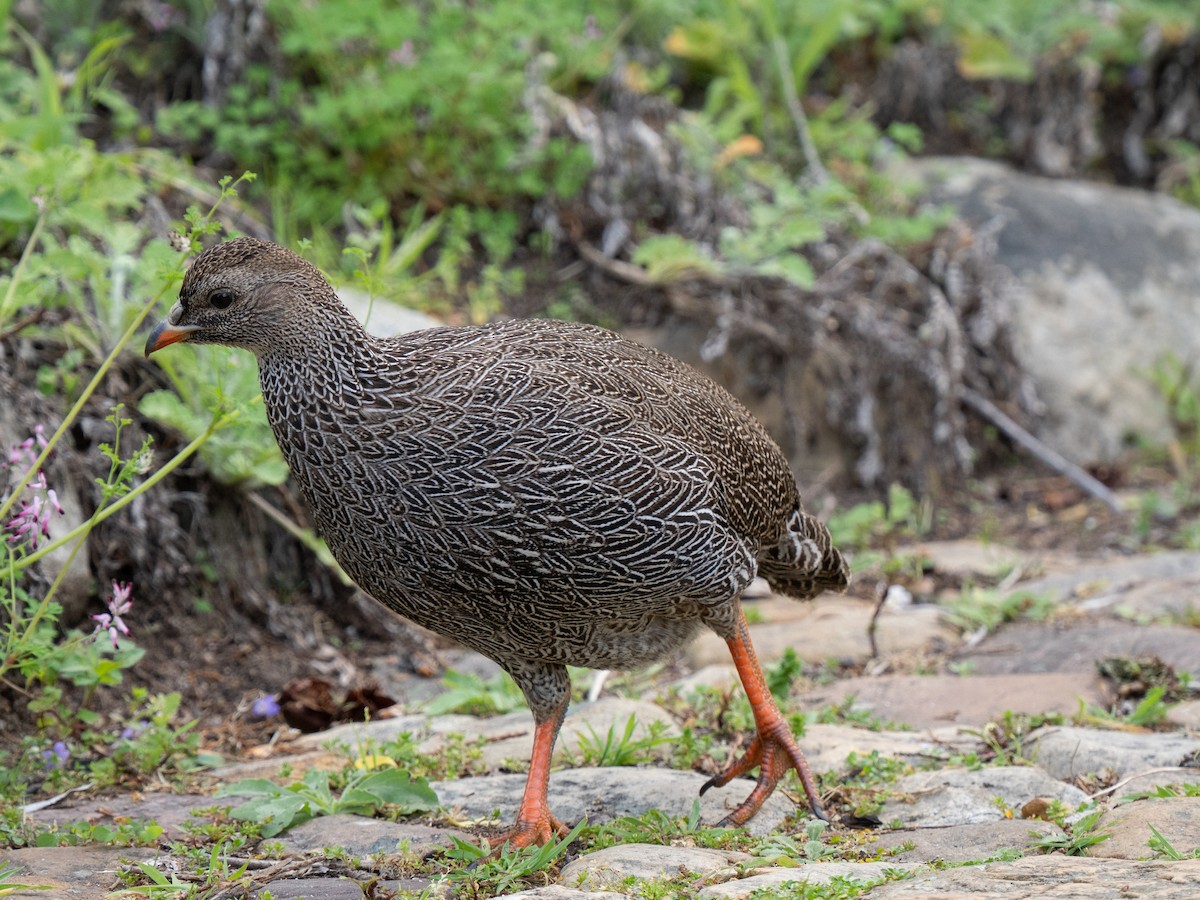 Cape Spurfowl - ML643352640