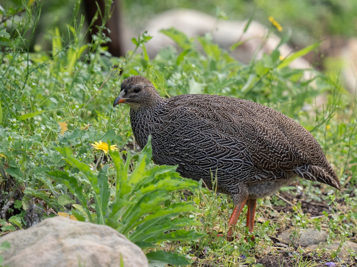 Cape Spurfowl - ML643352641