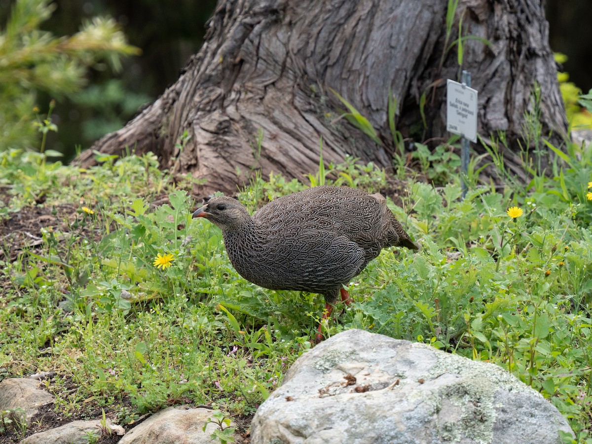 Cape Spurfowl - ML643352642