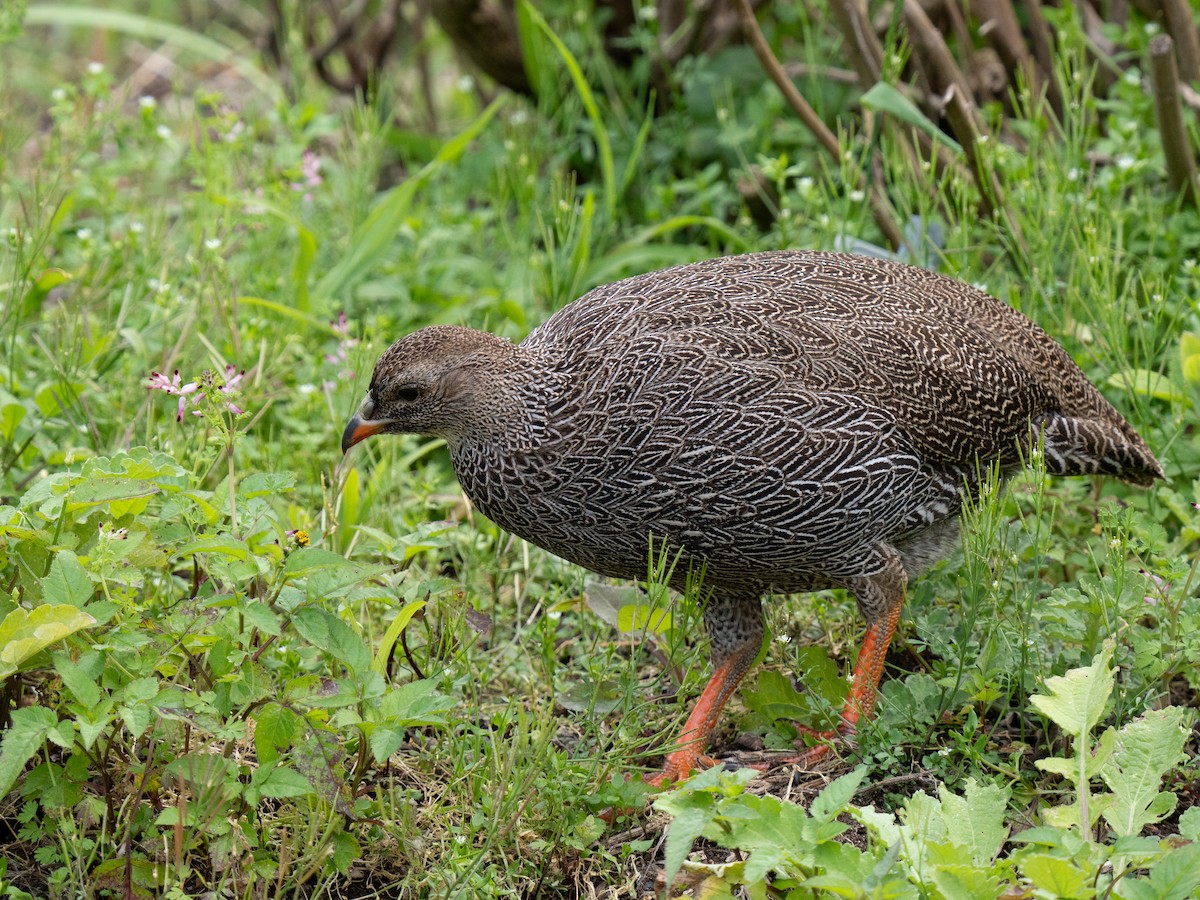 Cape Spurfowl - ML643352643