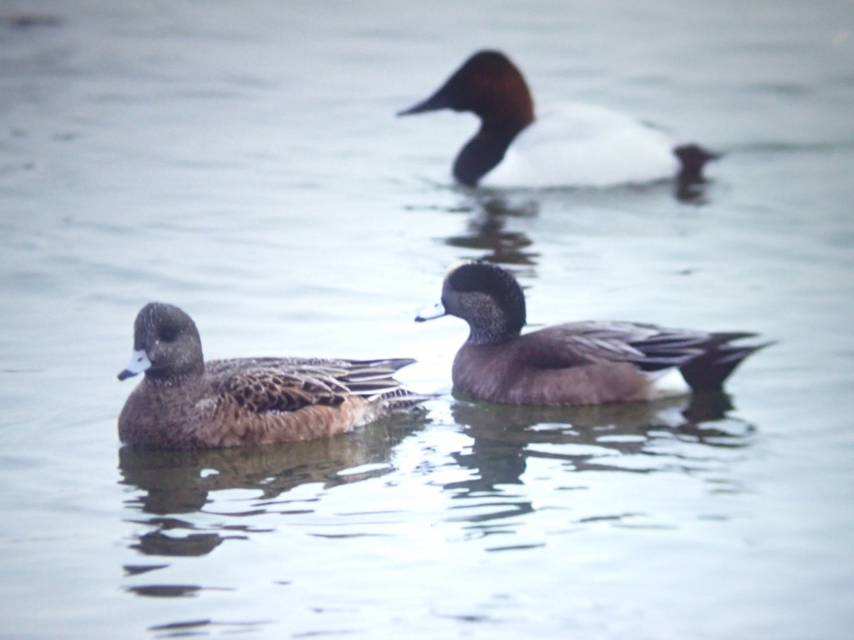 Canard d'Amérique - ML643352650