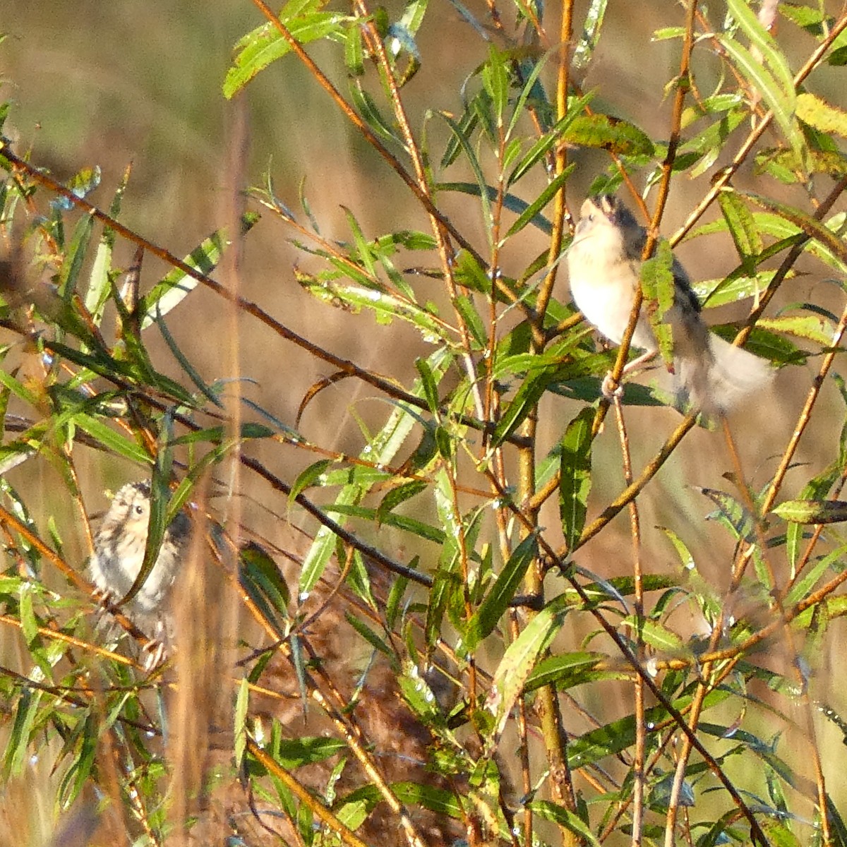 LeConte's Sparrow - ML643352658