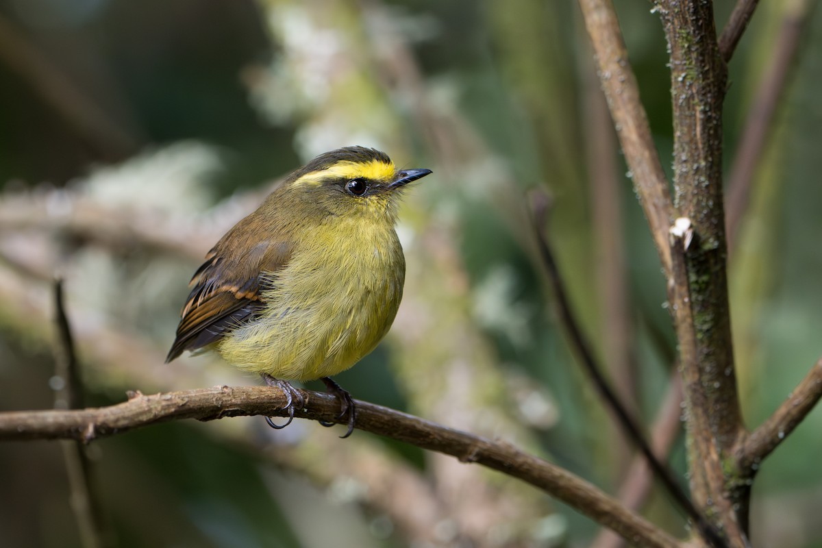 Yellow-bellied Chat-Tyrant - ML643352669
