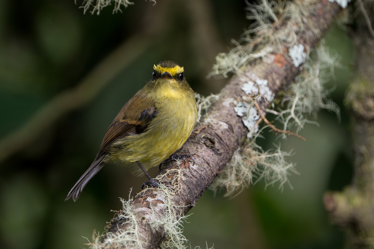 Yellow-bellied Chat-Tyrant - ML643352670