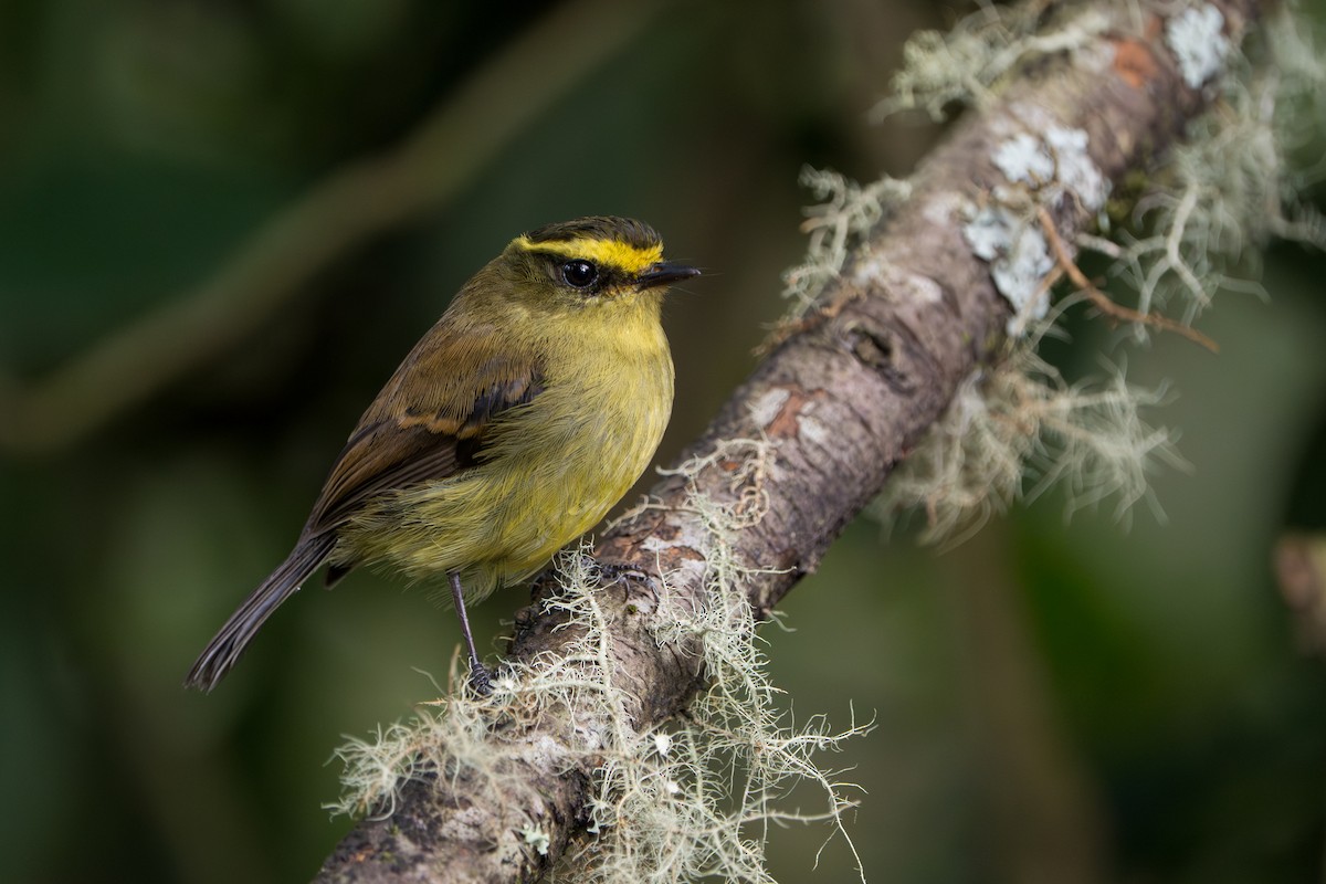 Yellow-bellied Chat-Tyrant - ML643352671