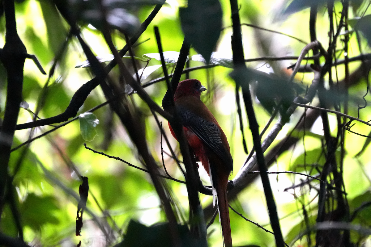 Red-headed Trogon - ML643352672