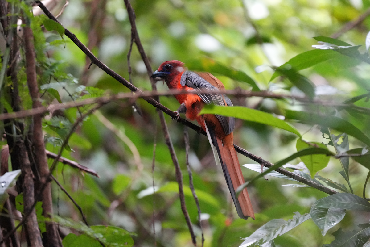 Red-headed Trogon - ML643352673