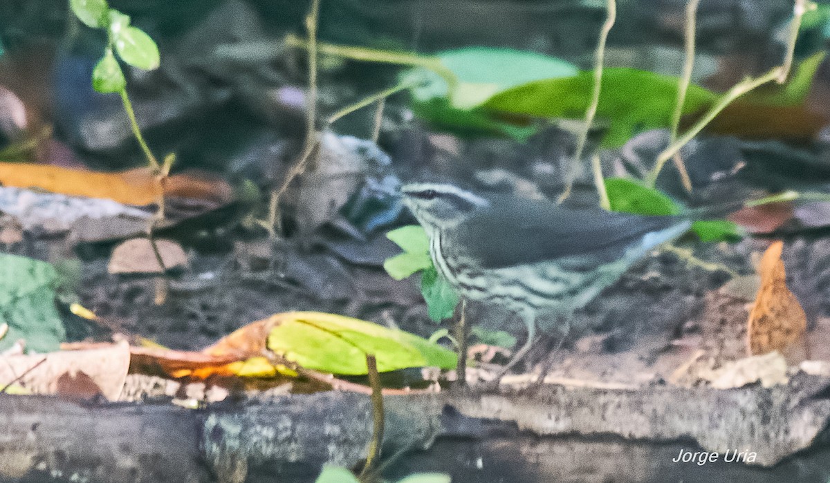 Louisiana Waterthrush - ML643352674