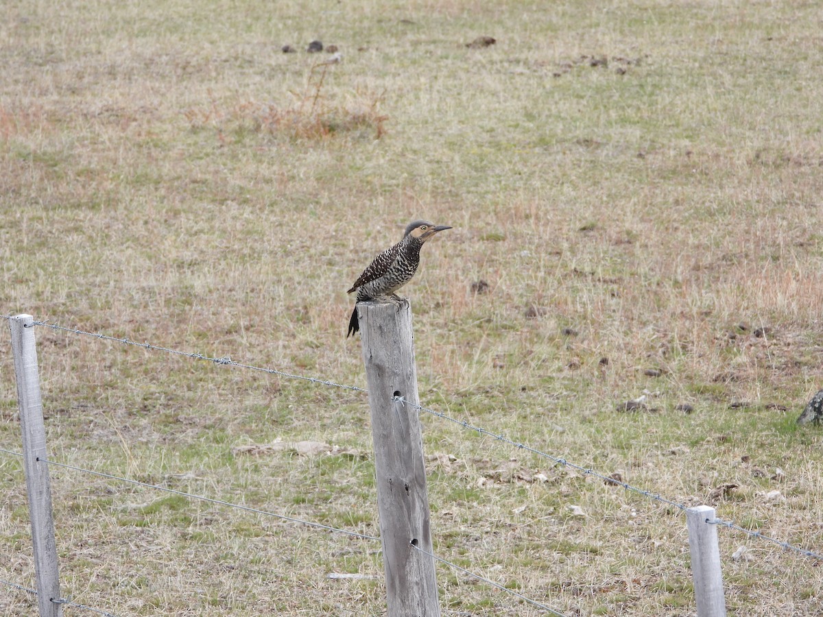 Chilean Flicker - ML643352677