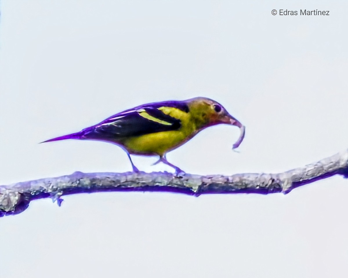 Western Tanager - ML643352686
