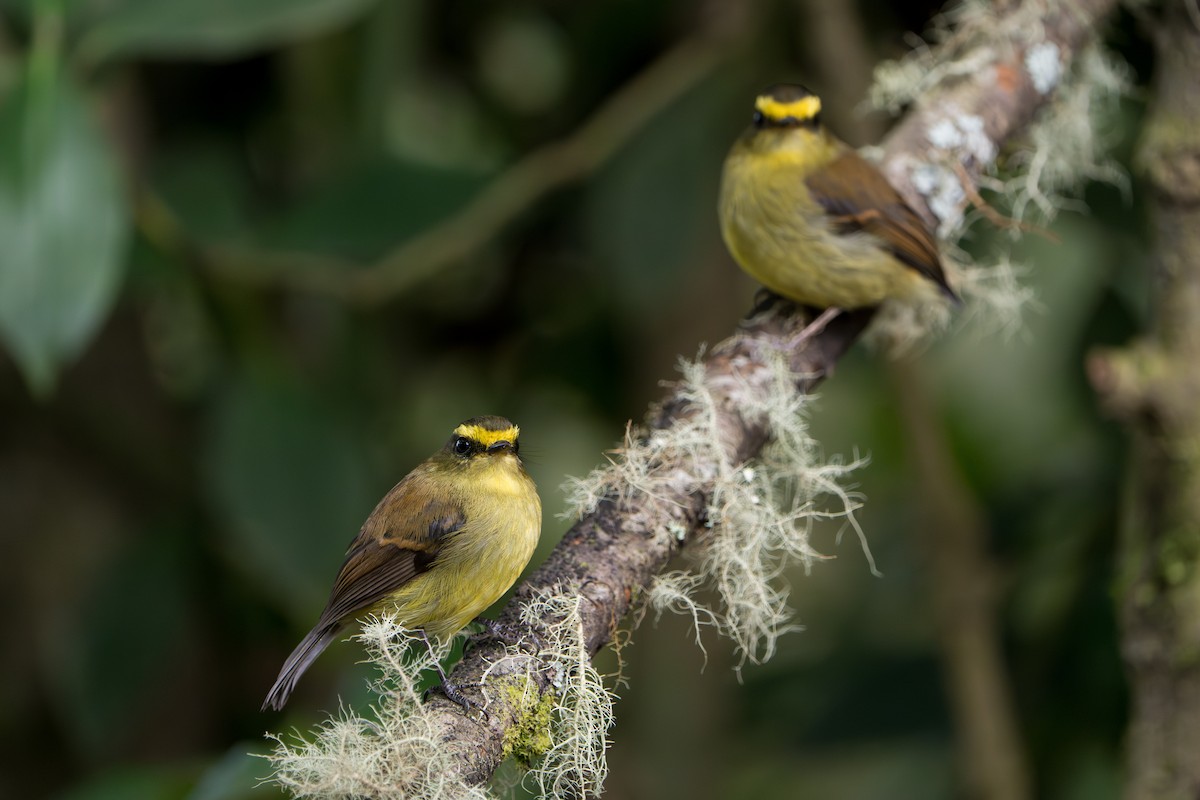 Yellow-bellied Chat-Tyrant - ML643352700
