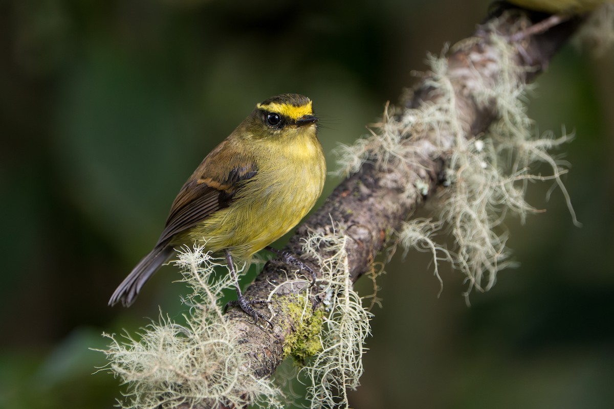 Yellow-bellied Chat-Tyrant - ML643352701