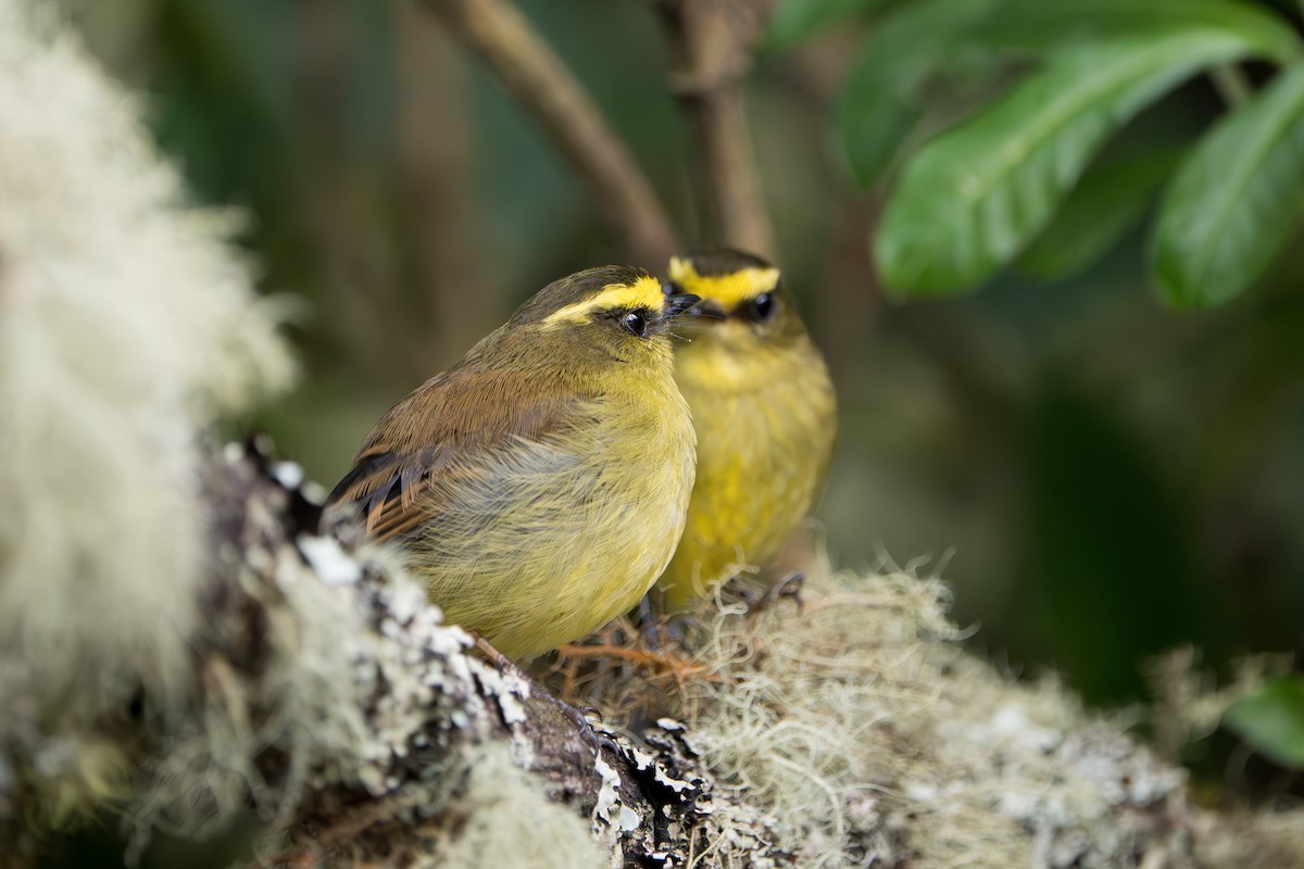 Yellow-bellied Chat-Tyrant - ML643352702