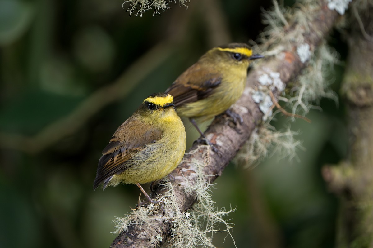 Yellow-bellied Chat-Tyrant - ML643352703