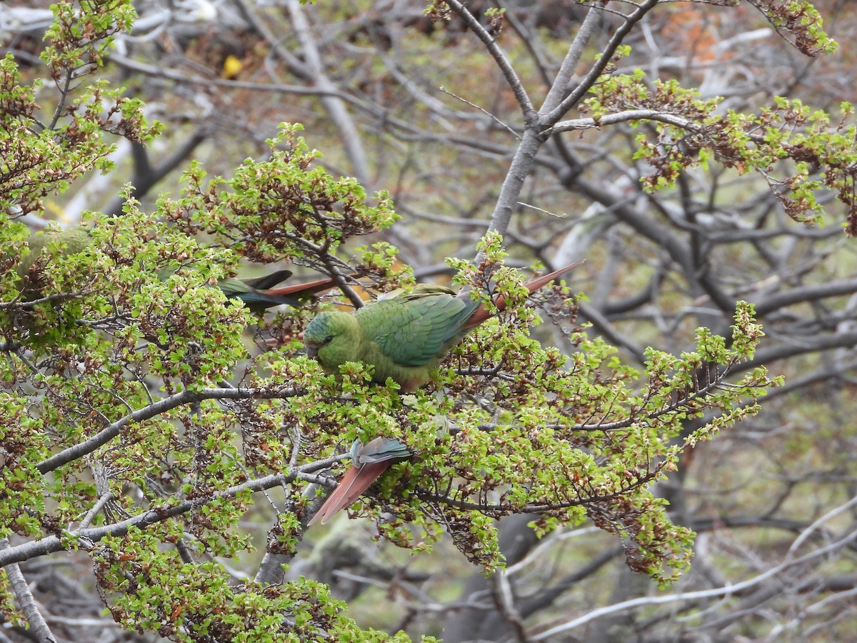 Austral Parakeet - ML643352708