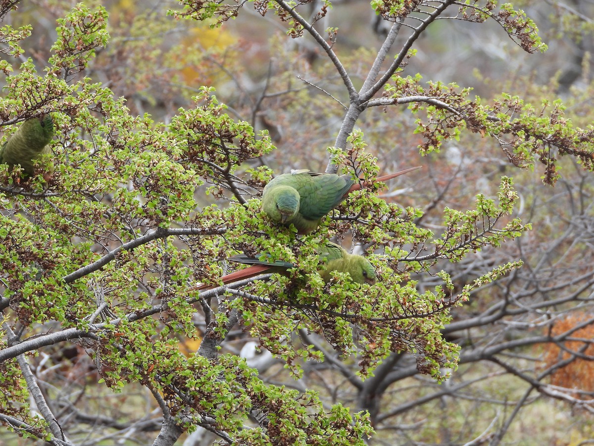 Austral Parakeet - ML643352709