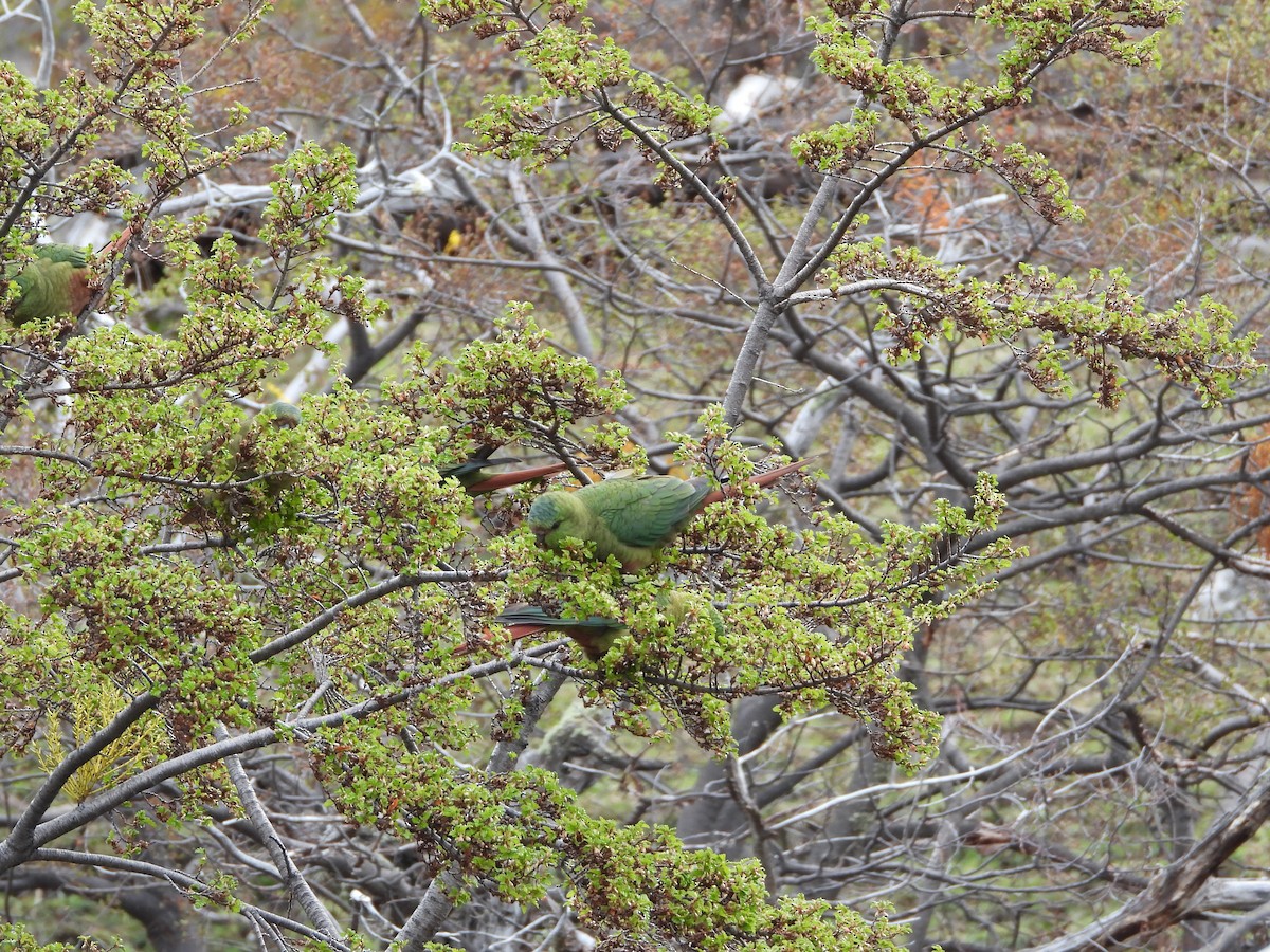 Austral Parakeet - ML643352710