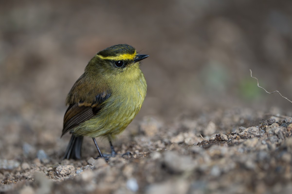 Yellow-bellied Chat-Tyrant - ML643352713