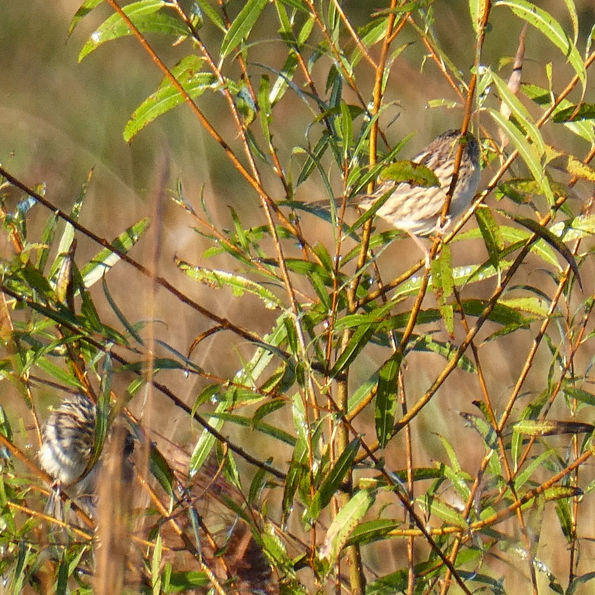 LeConte's Sparrow - ML643352717