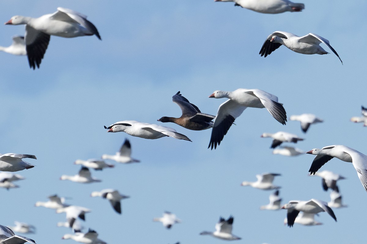 Pink-footed Goose - ML643352760