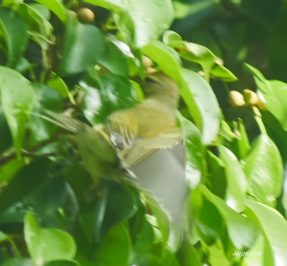 Tennessee Warbler - ML643352766