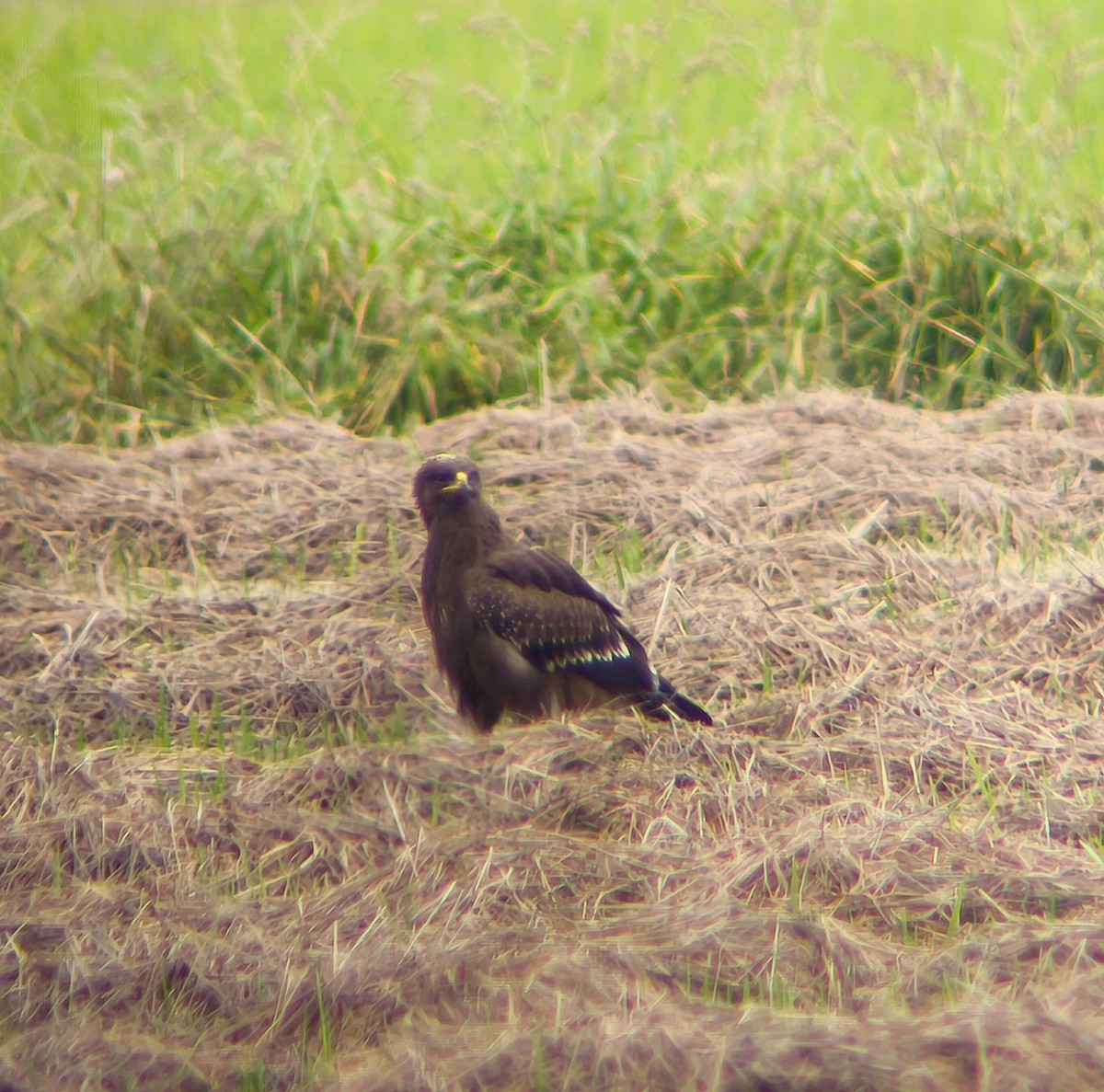 Lesser Spotted Eagle - ML643352790