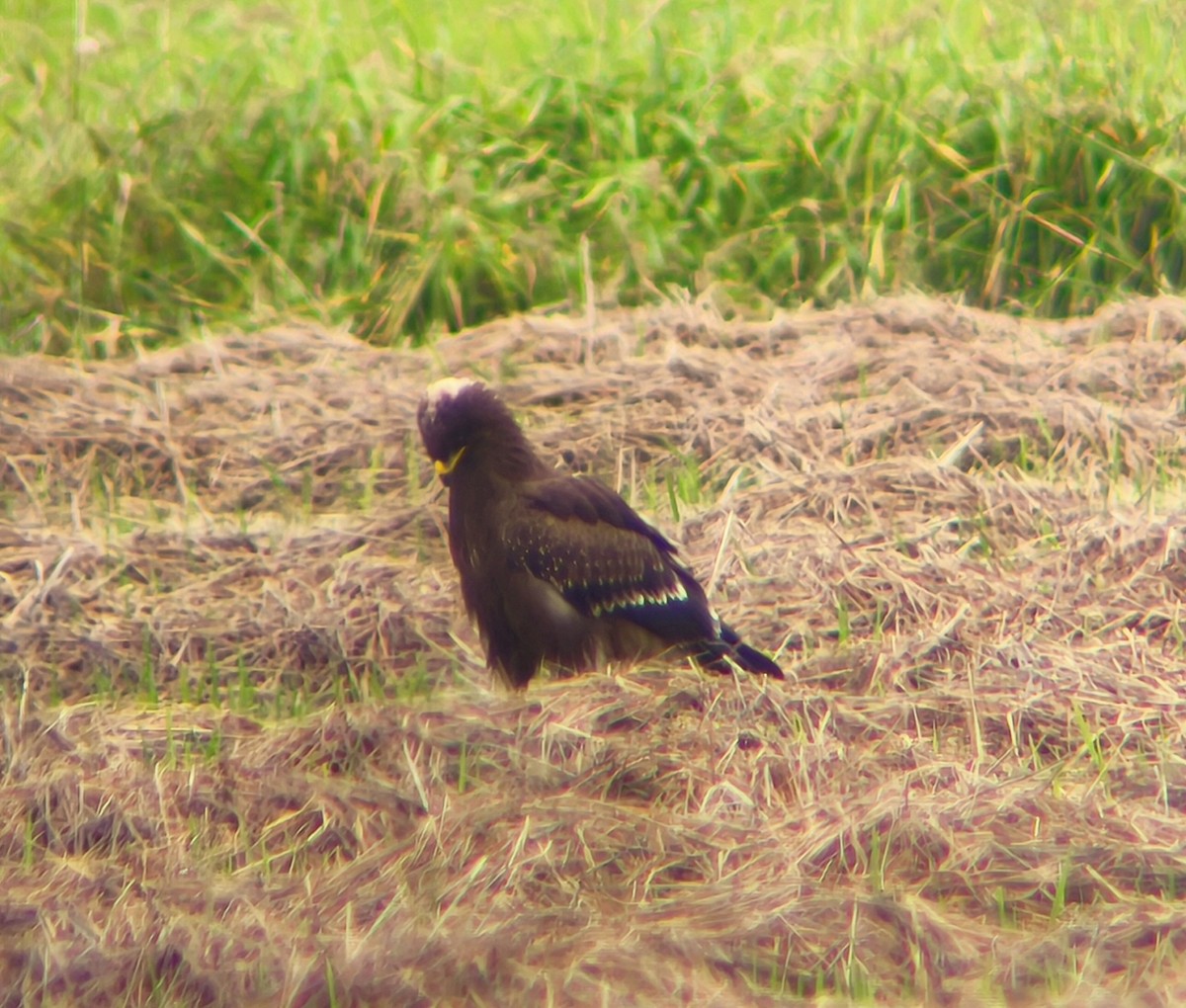 Lesser Spotted Eagle - ML643352813