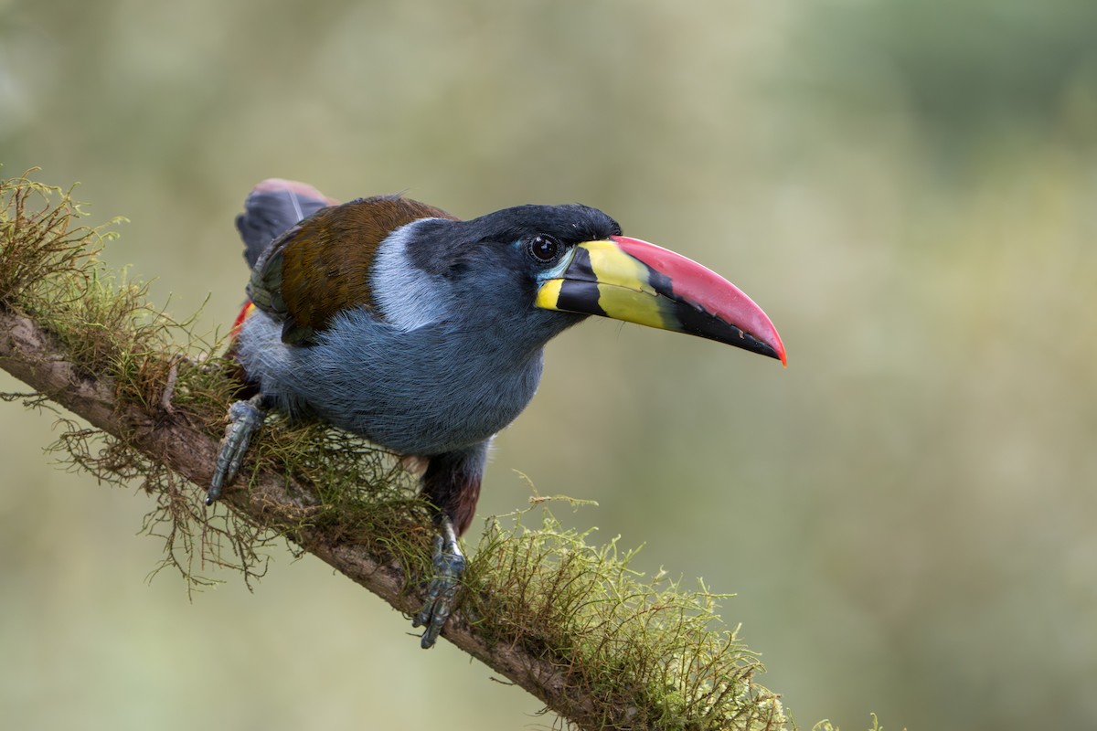 Gray-breasted Mountain-Toucan - ML643352819