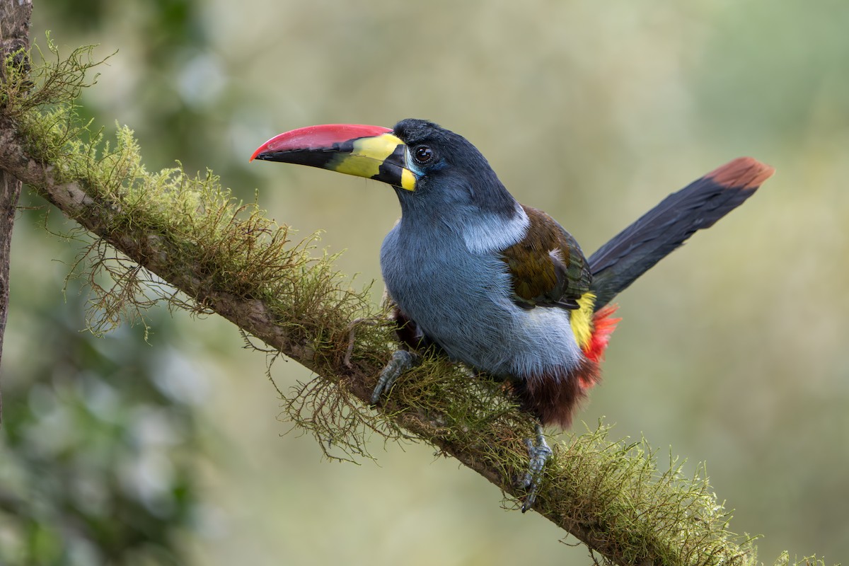 Gray-breasted Mountain-Toucan - ML643352820