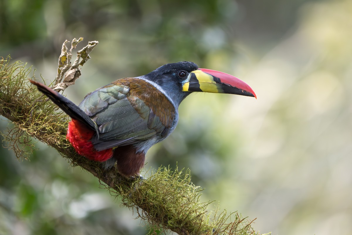 Gray-breasted Mountain-Toucan - ML643352821