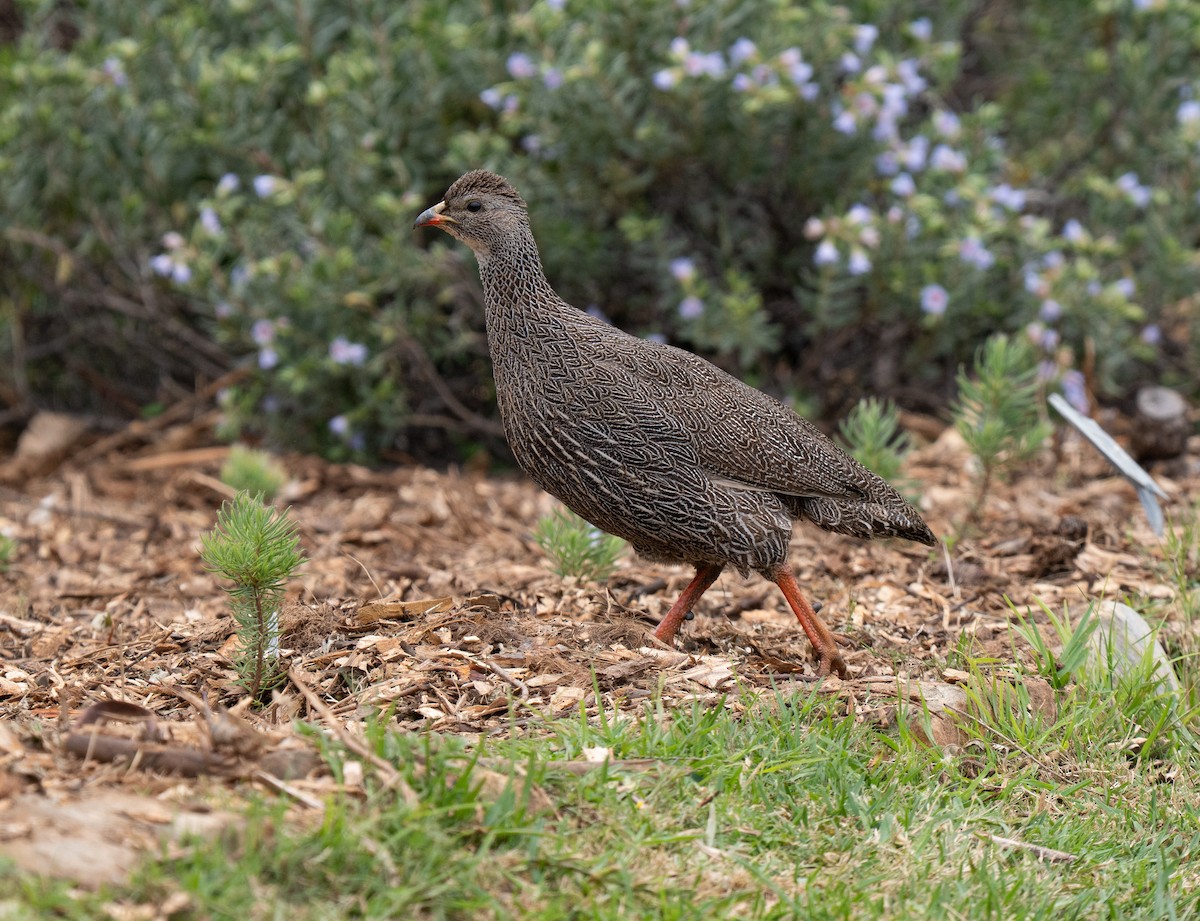 Cape Spurfowl - ML643352823