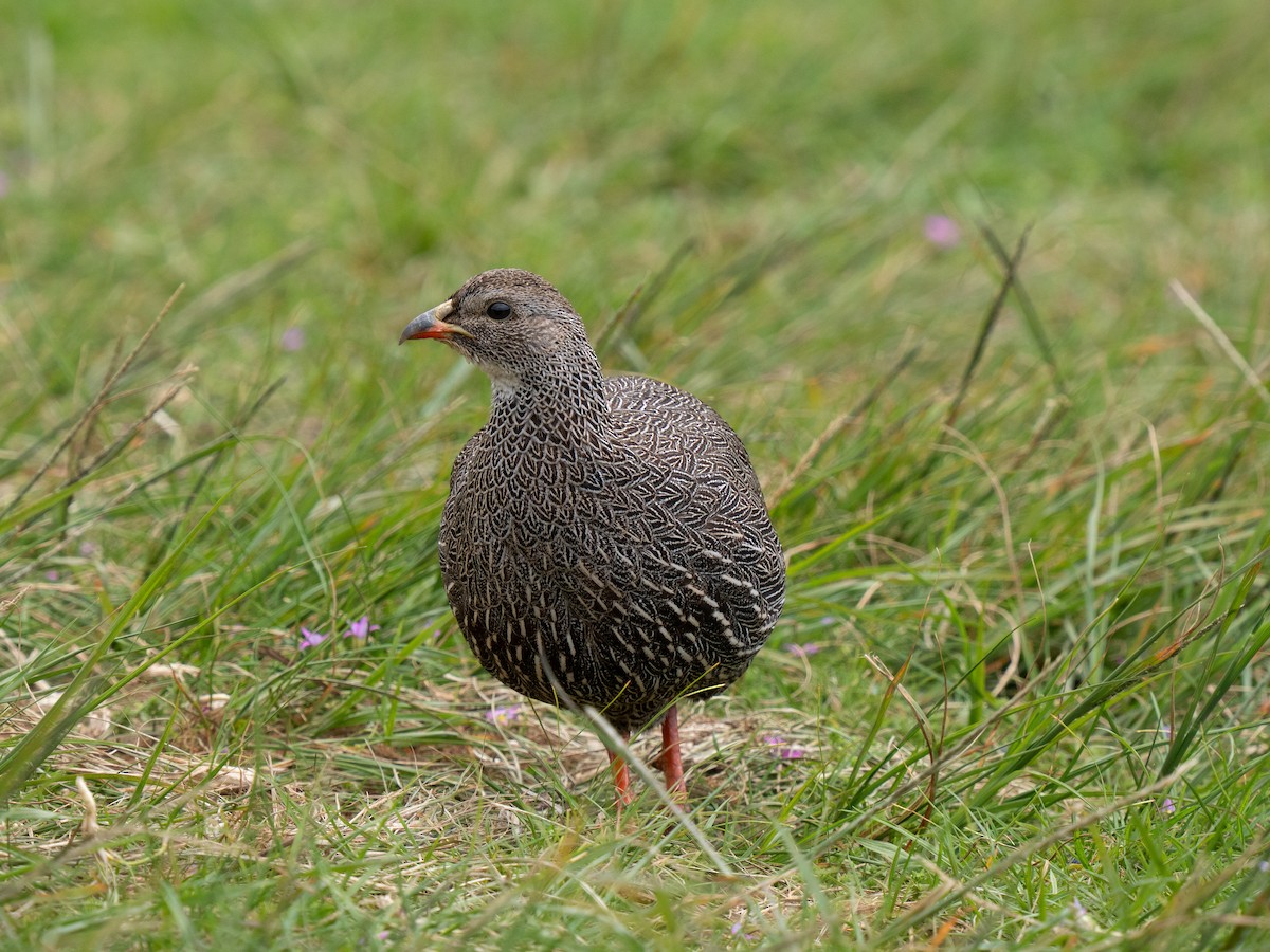 Cape Spurfowl - ML643352825