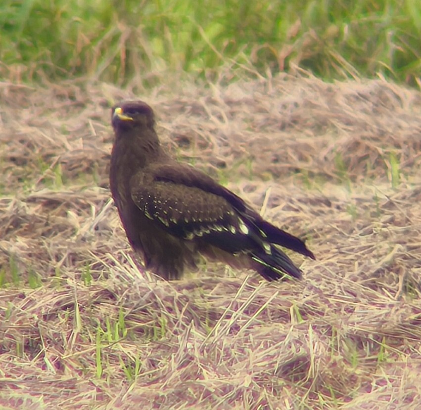 Lesser Spotted Eagle - ML643352826