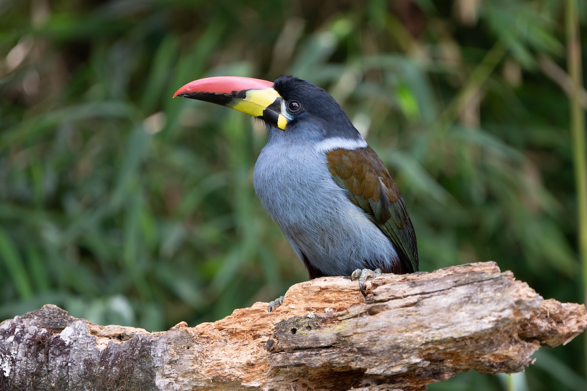 Gray-breasted Mountain-Toucan - ML643352827