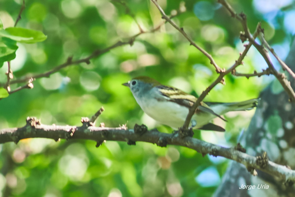 Chestnut-sided Warbler - ML643352828