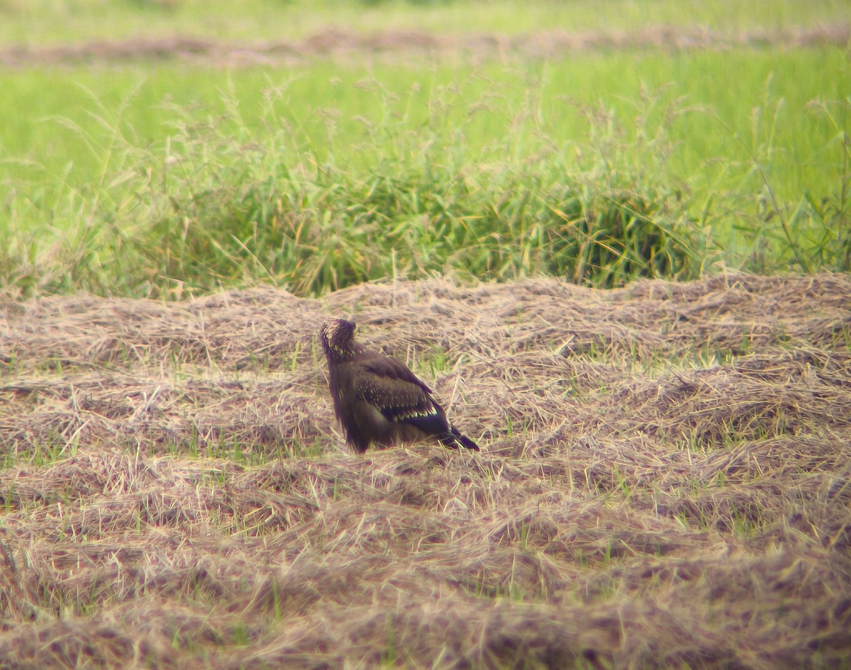 Lesser Spotted Eagle - ML643352837