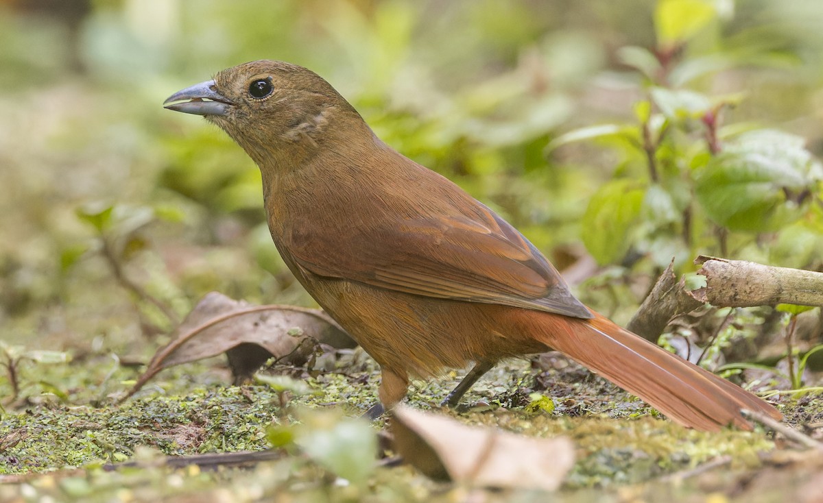Ruby-crowned Tanager - ML643352841