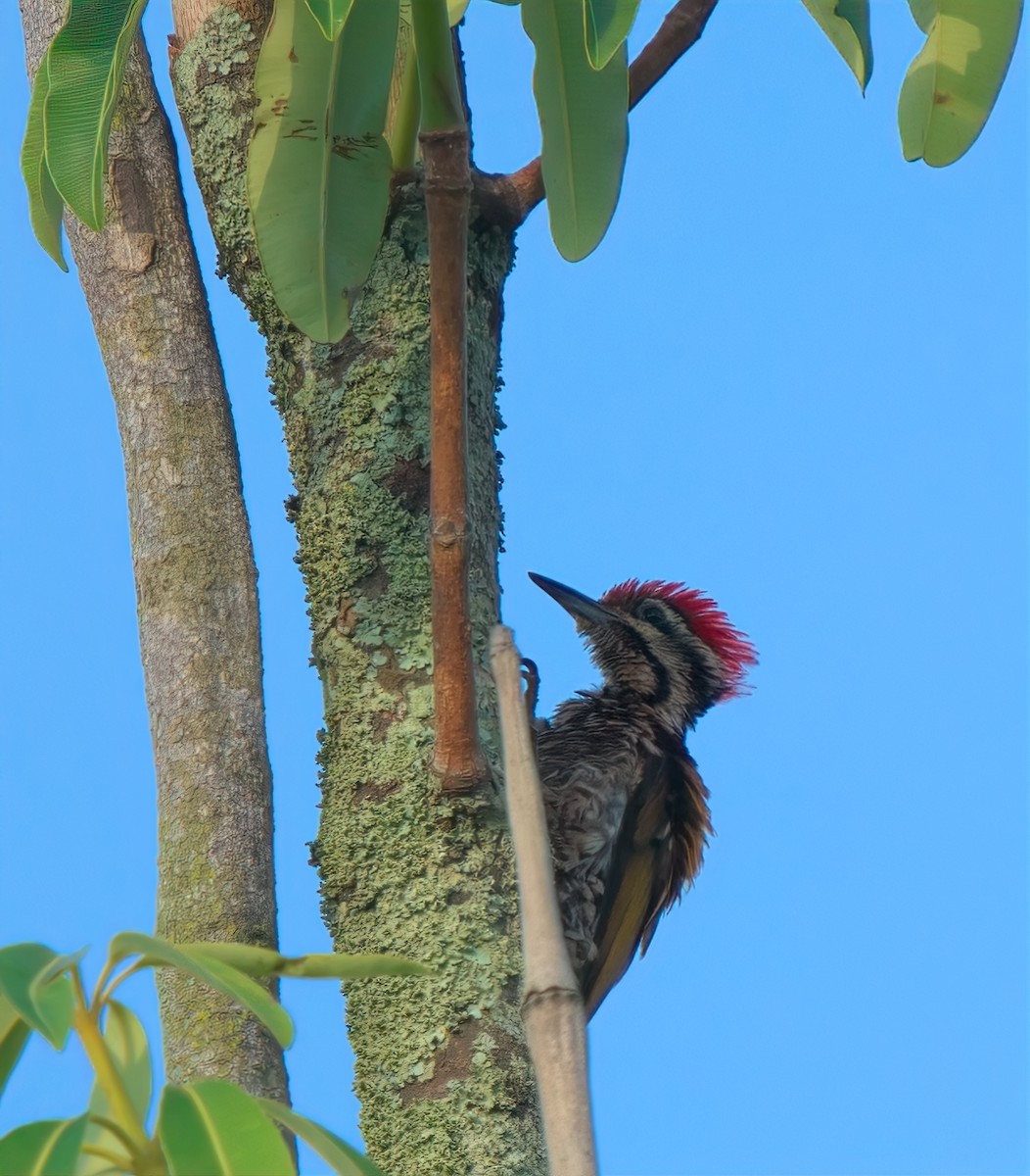 Common Flameback - ML643352842