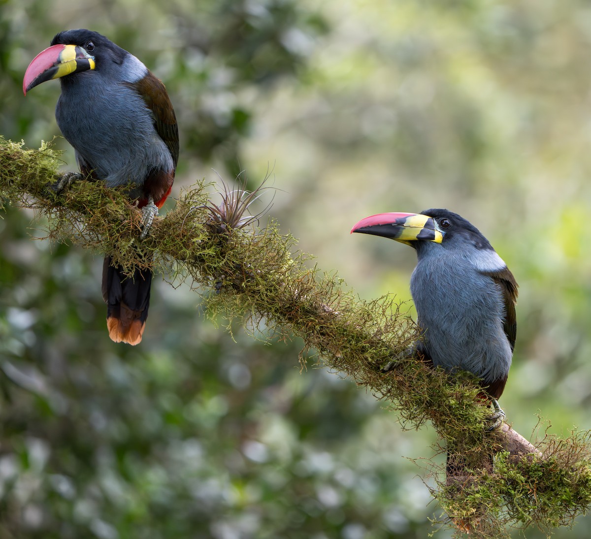 Gray-breasted Mountain-Toucan - ML643352848