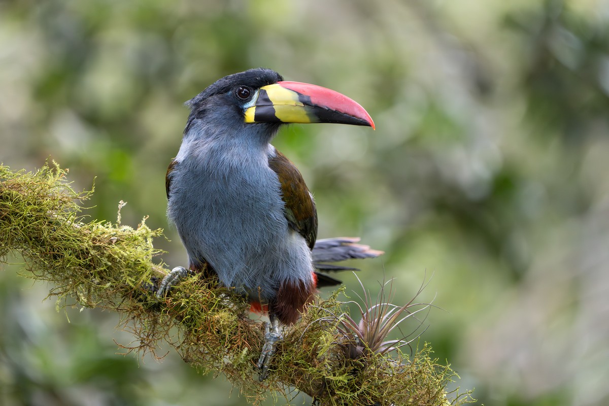 Gray-breasted Mountain-Toucan - ML643352849