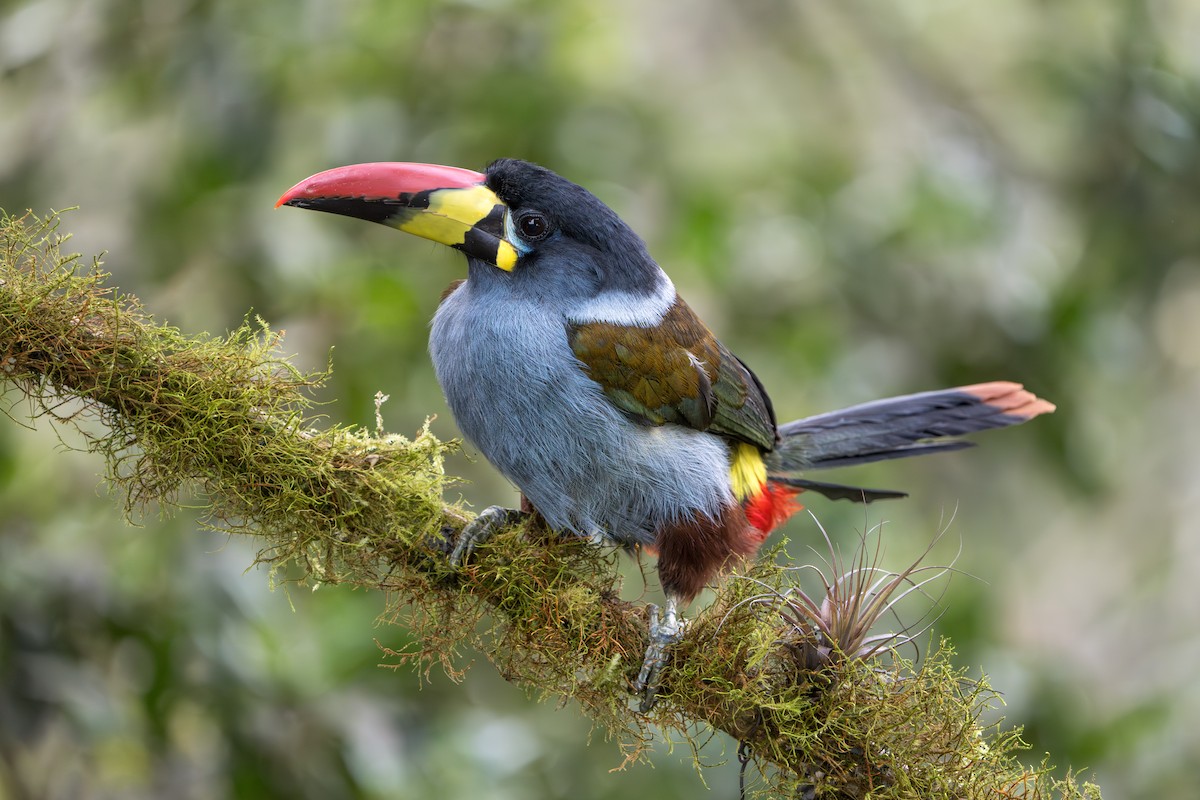 Gray-breasted Mountain-Toucan - ML643352850