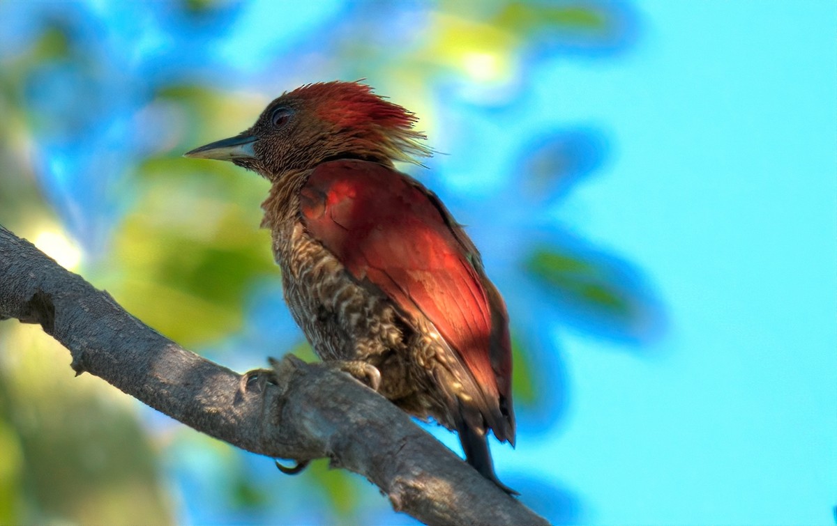Banded Woodpecker - ML643352855