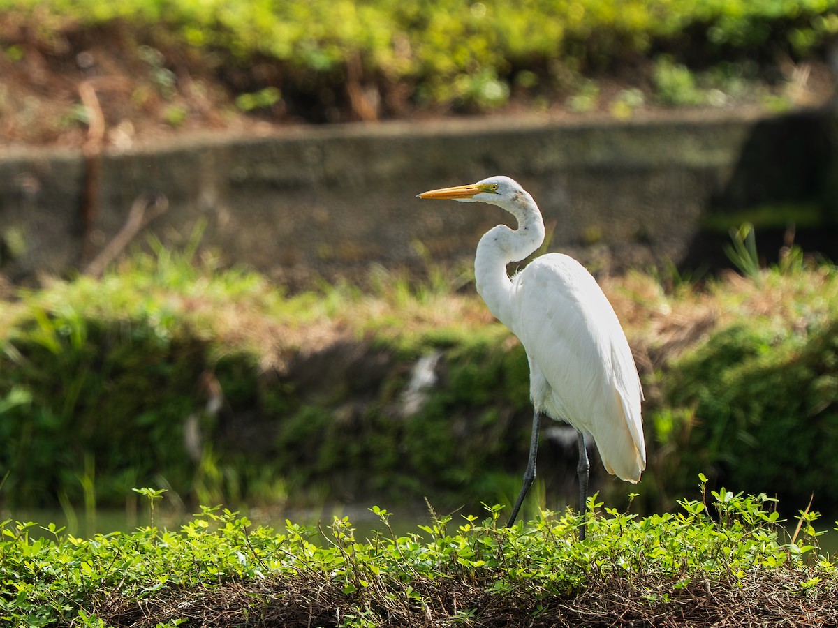 Great Egret - ML643352856