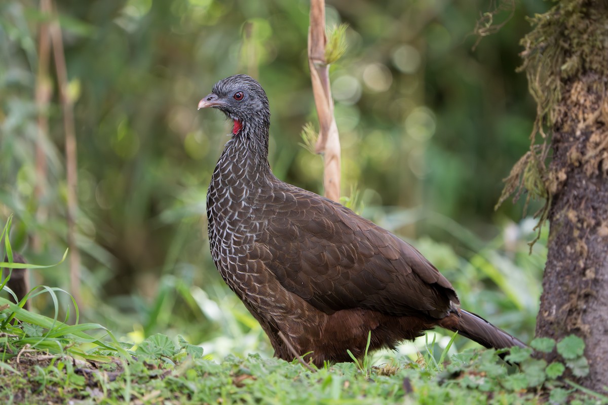 Andean Guan - ML643352882